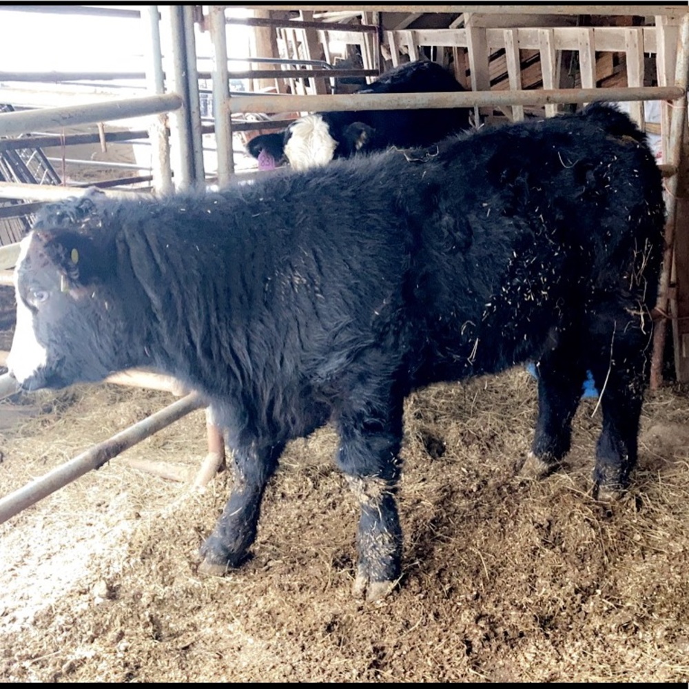 Meet your Posher, Daniele